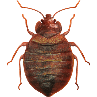 bed bug image