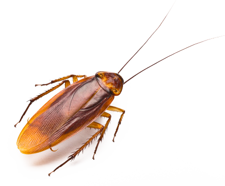 cockroach-image