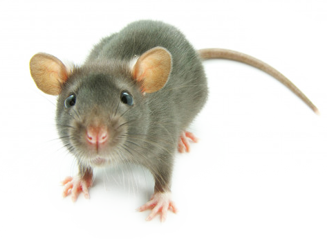 mouse-image